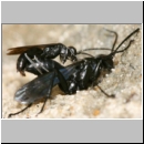 Anoplius nigerrimus - Wegwespen-Paarung 01c OS-Hasbergen-Lehmhuegel.jpg